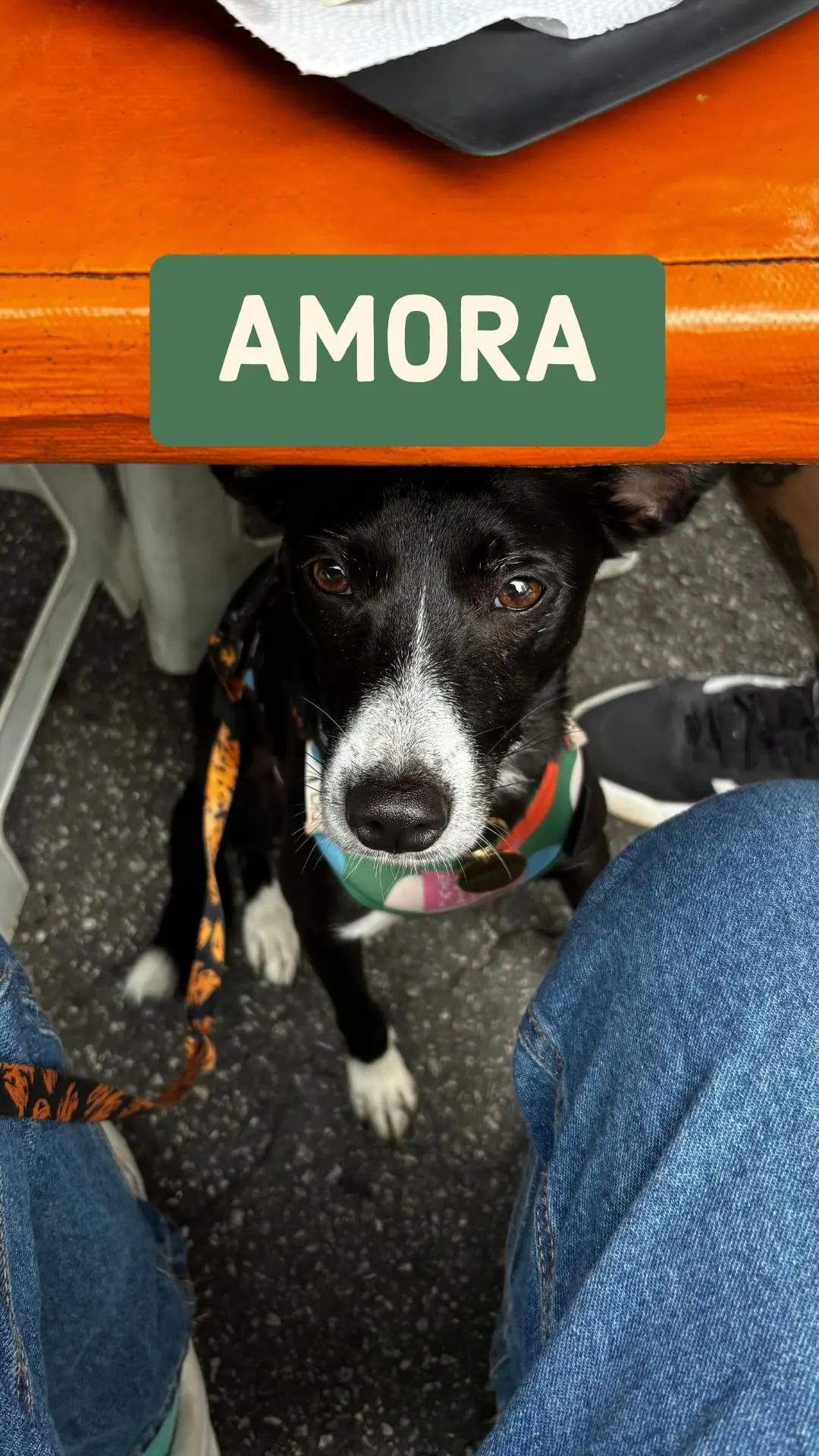 Chico